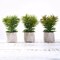 Green 3 Assorted 8" Artificial Faux Cute Crassula Succulent Plants Pots